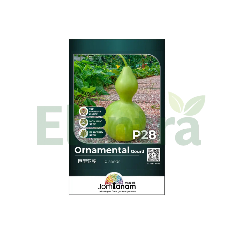 P28 ORNAMENTAL GOURD